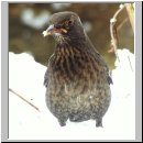 Turdus merula - Amsel w08.jpg
